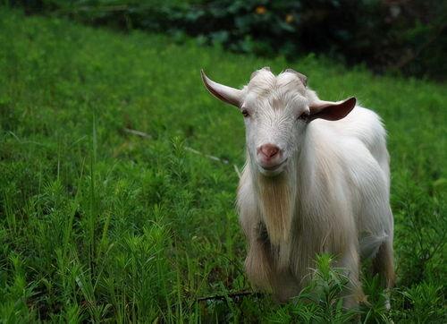 91年的羊女性起个什么名字好,温柔如羊，智慧璀璨